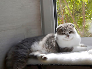 Чистокровный шотландский котик Scottish fold! Шоу класса! Passport! foto 2