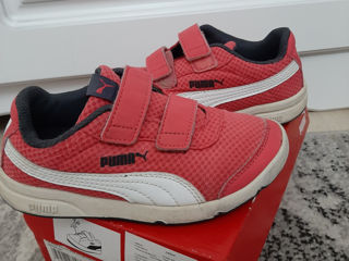 Puma 31m