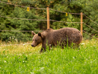 Gard electric pentru porci/vaci/oi/căprioare foto 3