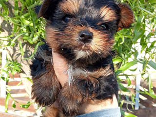 Yorkshire Terrier