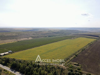 Teren agricol, 18 ha, traseu M1 Boșcana! foto 6