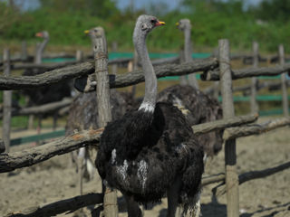 Vind familii de Strut negru African Prereproducatori foto 4