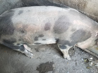 Porc foto 4