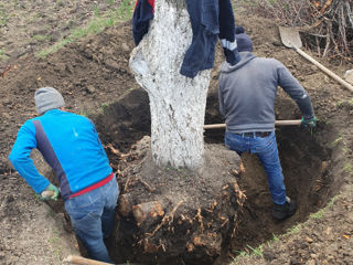 Scoaterea radacinilor Выкорчевка пеньков корни foto 2