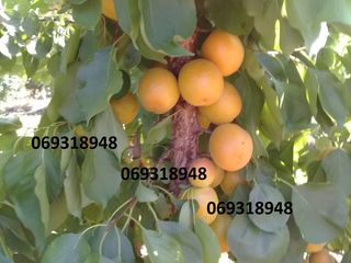 Pomi fructiferii, cais - Big red, Pin-kot  Farboli, Faralia, Sprin blush, Chiot foto 5