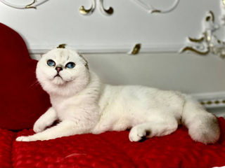 Scottish fold foto 7