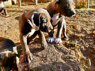 Catei de rasa Amstaff foto 7