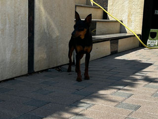 Zwergpinscher foto 3