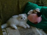 Красивый персидский кот(американские крови) приглашает девочку на вязку! foto 5