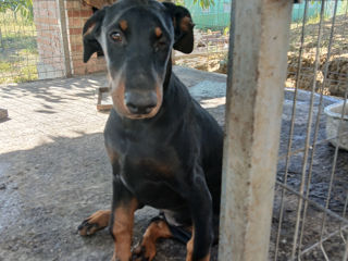 Vindem  o fetiță. ,Doberman,,