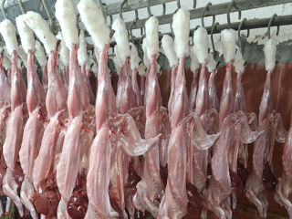 Carne de iepure, cantități mari livrăm și în Chișinău,130 lei/kg, foto 2