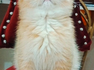 Scottish fold foto 3