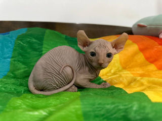 Котёнок Sphynx Elf фото 3