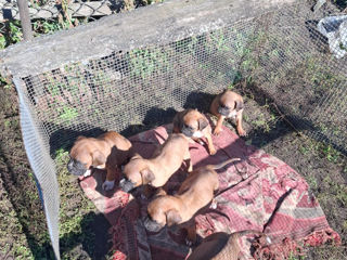 Cățeluș boxer foto 3