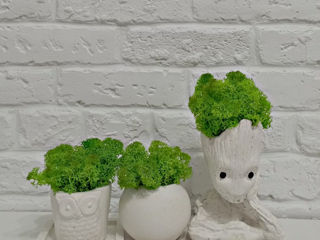 Obiecte de decor pentru casa si birou.Ghivece,vaze,suvenire.Topiary.Горшки,кашпо и сувениры. foto 19