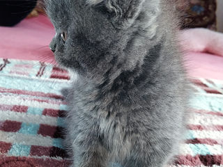 Baet Rasa pura Scottish Fold Shorthair Blu. Pasaport. foto 2