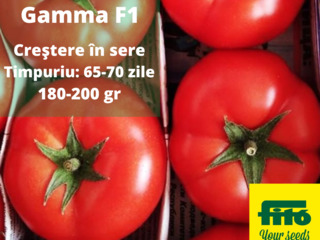 Seminţe de tomate pu sere / Семена томатов для теплиц foto 5