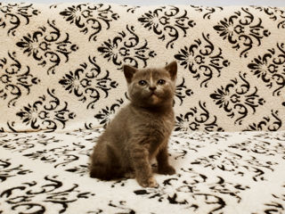 British Shorthair foto 4