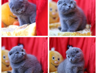 Motan scottish fold,invita la monta!Клубный кот,с регалиями - приглашает на вязку! foto 7