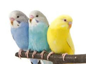 Продаю уже готовых к обучению разговора попугаев разных особей.Волнистые,кареллы,Клетки,корма,витами foto 4