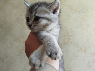 VAND PISICI foto 3