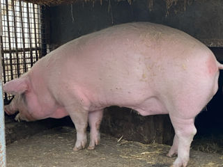 Vind porc urgent foto 2