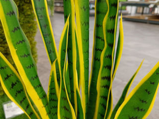 Plante decorative artificiale / Perete din plante artificiale foto 1
