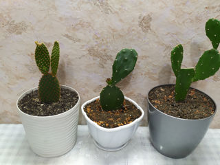 Cactus.Livrare. / Кактус. Доставка. foto 6