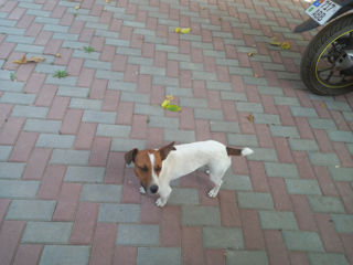 Jack Russell foto 6