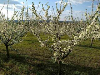 Vindem livada de prun şi cais 35 hectare! foto 5