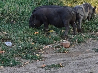 Vind porci vietnamej foto 8