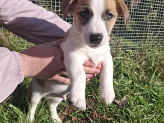 Vînd urgent căţeluși!!Jack Russel Terier foto 2