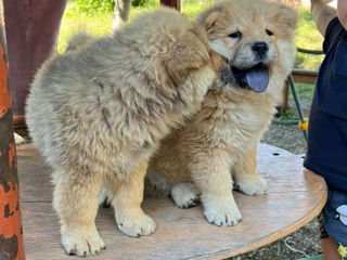 Cățelușă  de rasă Chow Chow foto 3