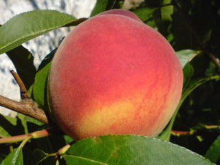 Pomi fructiferi - prun , prăsad , vișin , gutui , migdal , persic ... foto 7