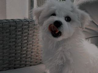 Împerechere Bichon Maltez, băiat foto 1