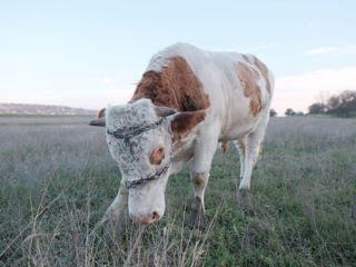 Bou de sămânță Simmental foto 2