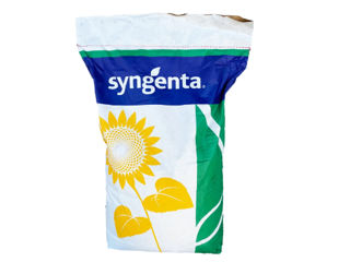 Hibrizi de floarea-soarelui Syngenta