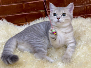 British shorthair kitten ay 11