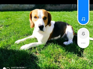 Beagle imperechere foto 5