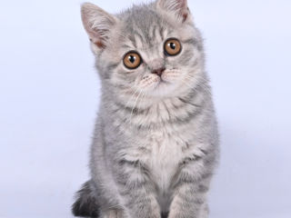 Pisoii British Chinchilla foto 1