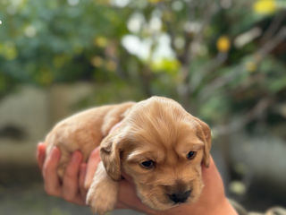 Cățeluși de rasă, cocker spaniel foto 4