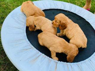 Cocker spaniel cel mai bun prieten! foto 4