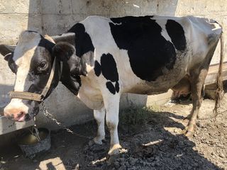 Cumpar vaci a fata sau fatate la preț mare foto 1