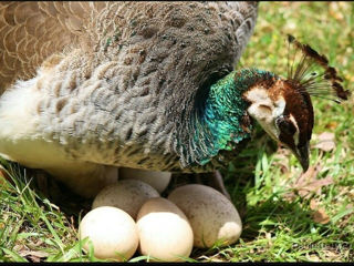 Яйца павлинов foto 2