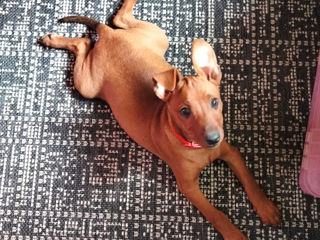 Mini Pinscher foto 2