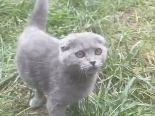 scottish Fold