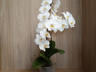 Orhidee foto 4
