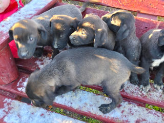 Vind pui de Labrador (cotei)