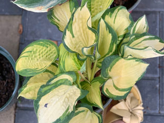 Vand diverse plante foto 1