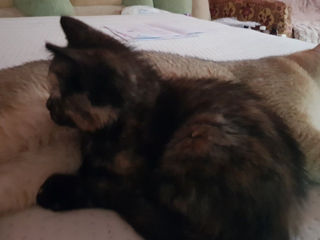 Vind Pisica Scottish Straight Tortie foto 10